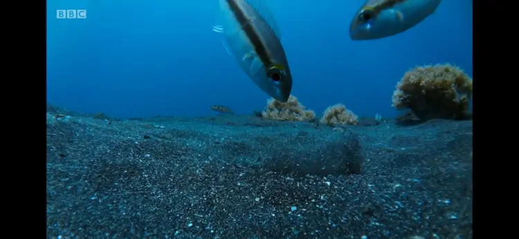 Peters' monocle bream (Scolopsis affinis) as shown in Blue Planet II - Coral Reefs